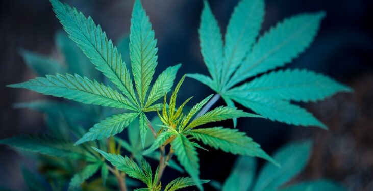 Por unanimidade, STJ autoriza cultivo de maconha com fins medicinais