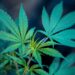 Por unanimidade, STJ autoriza cultivo de maconha com fins medicinais