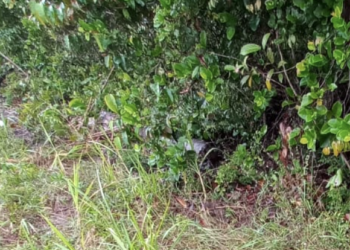 Jovem é encontrado morto com tiro na boca em matagal no Iranduba; cenas fortes