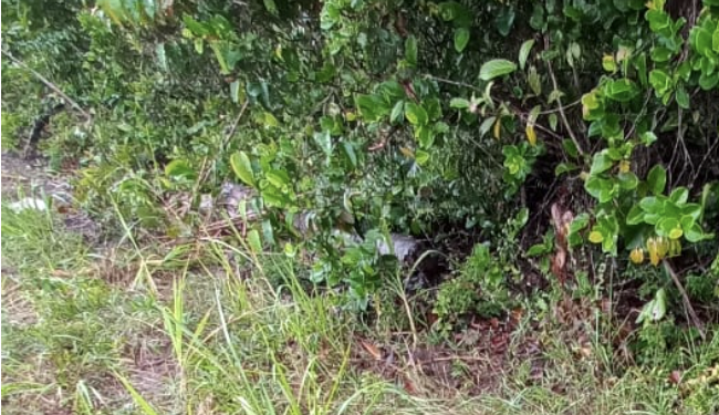 Jovem é encontrado morto com tiro na boca em matagal no Iranduba; cenas fortes