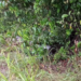 Jovem é encontrado morto com tiro na boca em matagal no Iranduba; cenas fortes
