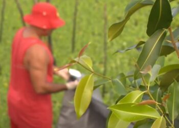 Cadáver com sinais de queimadura é encontrado em igarapé de Manaus