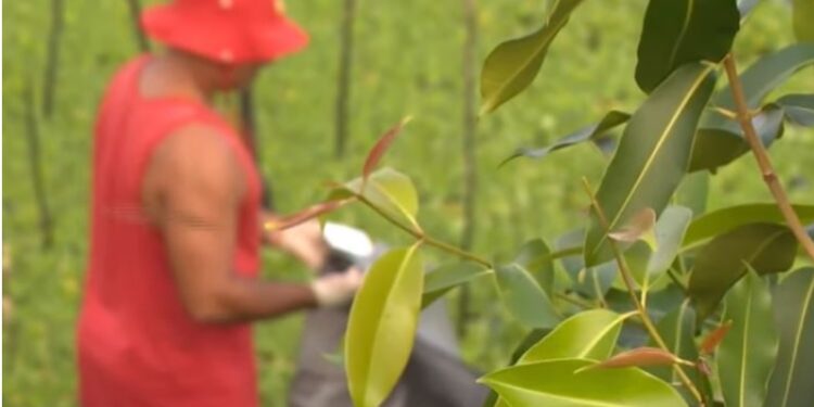 Cadáver com sinais de queimadura é encontrado em igarapé de Manaus