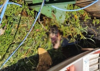 Corpo com pés e mãos amarrados é encontrado em igarapé no Centro de Manaus