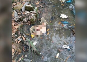 Pedaços de corpo humano são encontrados no Parque dos Bilhares, em Manaus