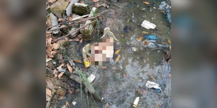 Pedaços de corpo humano são encontrados no Parque dos Bilhares, em Manaus