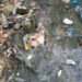 Pedaços de corpo humano são encontrados no Parque dos Bilhares, em Manaus