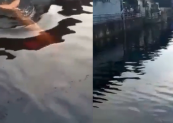 Boto-cor-de-rosa fica preso em grade em área alagada no Centro de Manaus; vídeo