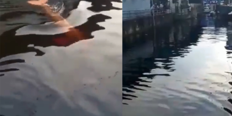 Boto-cor-de-rosa fica preso em grade em área alagada no Centro de Manaus; vídeo