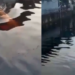 Boto-cor-de-rosa fica preso em grade em área alagada no Centro de Manaus; vídeo