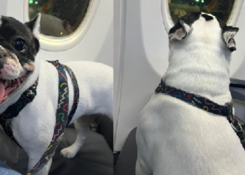 Justiça do Amazonas determina que a GOL autorize Buldogue Francês a viajar na cabine de avião