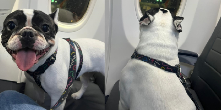 Justiça do Amazonas determina que a GOL autorize Buldogue Francês a viajar na cabine de avião
