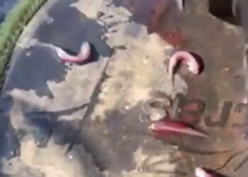 Vídeo: canoa de pescador esportivo é invadida por mais de 30 candirus