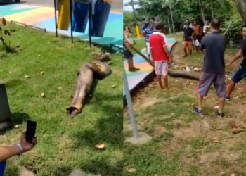 Vídeo: Sucuri almoça jacaré em Manaus e depois é flagrada colocando o bicho para fora