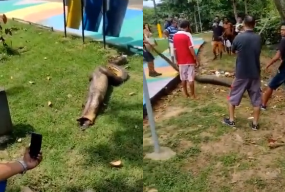 Vídeo: Sucuri almoça jacaré em Manaus e depois é flagrada colocando o bicho para fora
