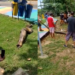 Vídeo: Sucuri almoça jacaré em Manaus e depois é flagrada colocando o bicho para fora