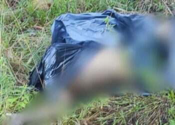 Cachorro rasga saco na Vivenda Verde e revela cadáver no meio do mato