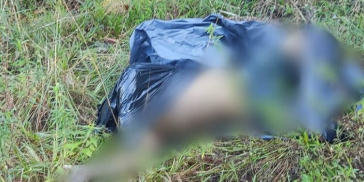 Cachorro rasga saco na Vivenda Verde e revela cadáver no meio do mato