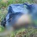Cachorro rasga saco na Vivenda Verde e revela cadáver no meio do mato