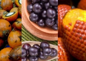 Tucumã, açaí e buriti são eleitos os frutos mais desejados da Amazônia