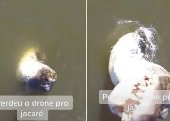 VÍDEO – Jacaré invocado e com ‘reiva’ abocanha drone de R$ 7 mil na Amazônia