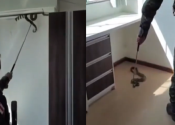 Que susto! Jiboia é encontrada em ar-condicionado em casa na Zona Norte de Manaus; vídeo