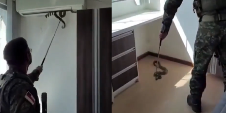 Que susto! Jiboia é encontrada em ar-condicionado em casa na Zona Norte de Manaus; vídeo