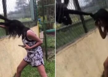 Macaco atraca menina pelos cabelos após ser cutucado em zoológico; veja