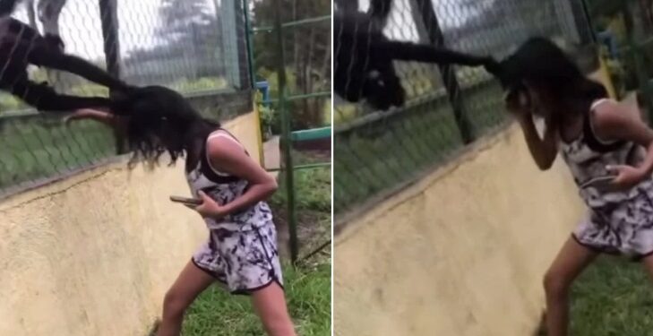 Macaco atraca menina pelos cabelos após ser cutucado em zoológico; veja