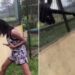 Macaco atraca menina pelos cabelos após ser cutucado em zoológico; veja