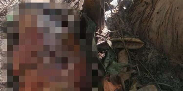 Mais partes de corpo são encontrados em Manaus e jacaré come mão antes da chegada do IML