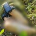 Corpo feminino é encontrado em área de mata com duas tornozeleiras em Manaus