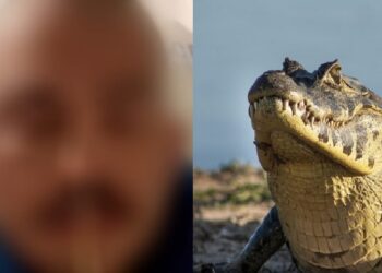 Vídeo: homem é atacado por jacaré e perde parte do crânio