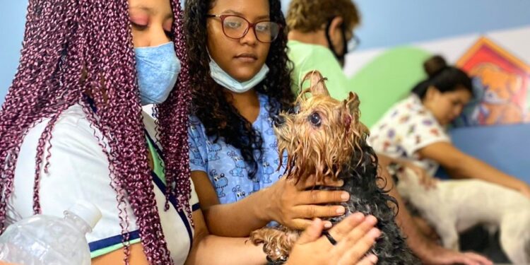Prefeitura oferta 60 vagas gratuitas em cursos de ‘Banho e Tosa para Pets’