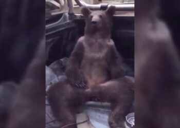 Vídeo: ursa é resgatada após ficar chapada de tanto comer mel alucinógeno