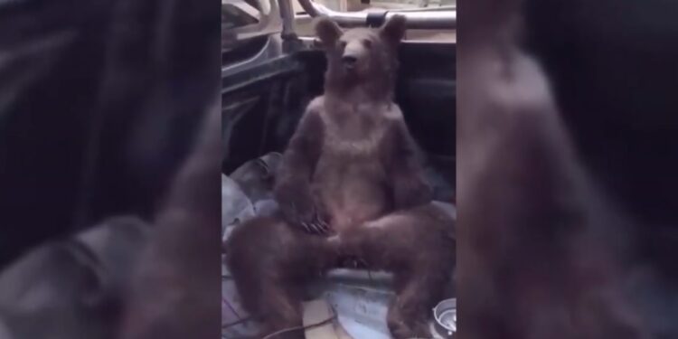Vídeo: ursa é resgatada após ficar chapada de tanto comer mel alucinógeno