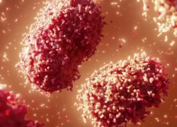 Quarto caso de varíola dos macacos (Monkeypox) é confirmado no Amazonas