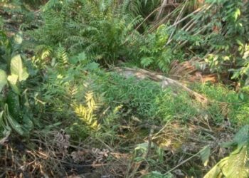 Cadáver de mulher é queimado na fogueira no meio do mato em Manaus