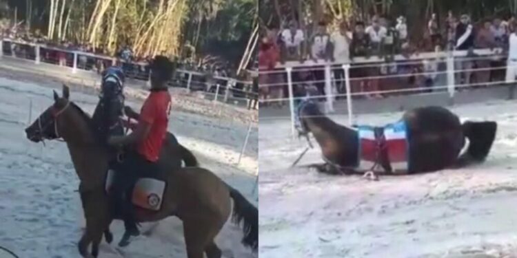 Vídeo: Instituto denuncia vaquejada no interior do AM que deixou cavalo gravemente ferido