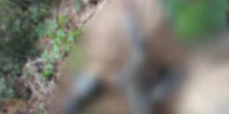 Com forte odor e em avançado estado de decomposição, corpo é encontrado no Tarumã