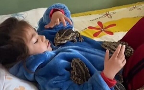Menina de 2 anos brinca com sapos gigantes em cima da cama e deixa a mãe apavorada; veja o vídeo
