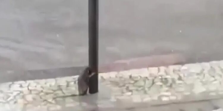 Viral: ‘Ratatouille’ se segura em poste para escapar de temporal e comove internautas