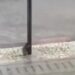 Viral: ‘Ratatouille’ se segura em poste para escapar de temporal e comove internautas