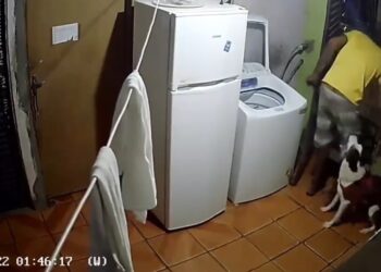 Ladrão leva mordida de cachorro ao invadir casa e pede socorro dos donos: ‘me leva pro hospital, doido’; assista