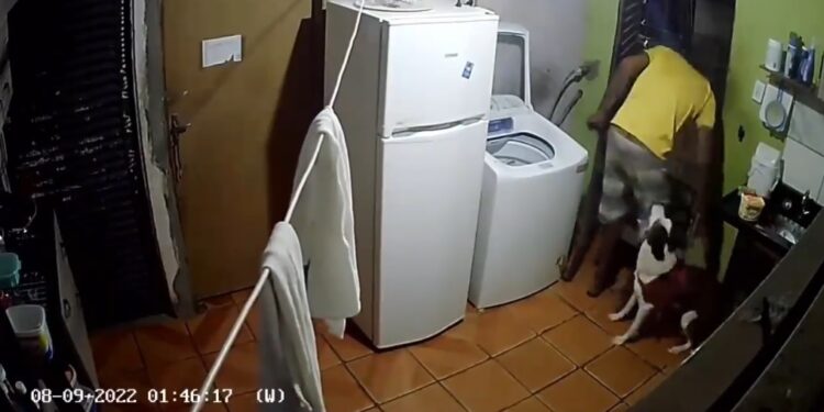 Ladrão leva mordida de cachorro ao invadir casa e pede socorro dos donos: ‘me leva pro hospital, doido’; assista