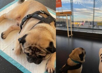 Empresa aérea é condenada por impedir brasileira de viajar acompanhada de seu cão em voo internacional