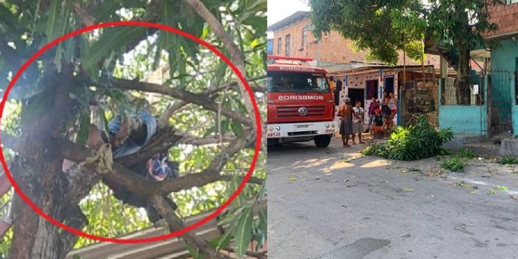 Para matar a fome, homem sobe em mangueira e acaba eletrocutado em Manaus