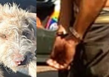 Idoso vai preso após ser filmado praticando zoofilia com o próprio cachorro