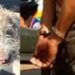 Idoso vai preso após ser filmado praticando zoofilia com o próprio cachorro