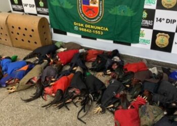 Batalhão Ambiental apreende 25 galos de rinha e prende 90 pessoas em Manaus